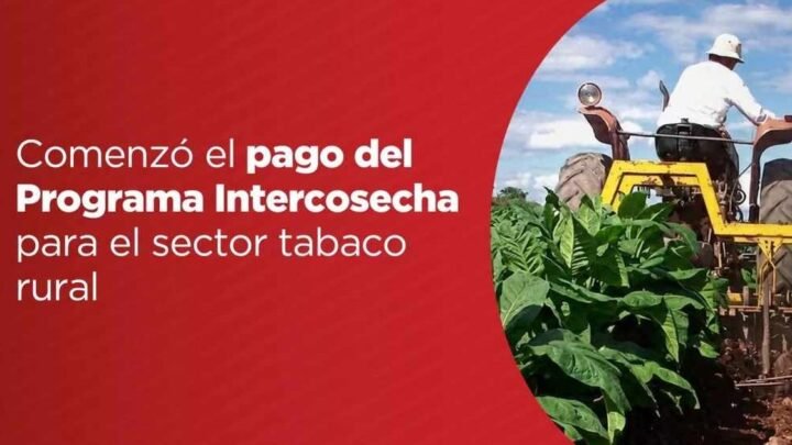 Programa Intercosecha sector tabaco