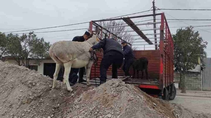 animales sueltos en Salta