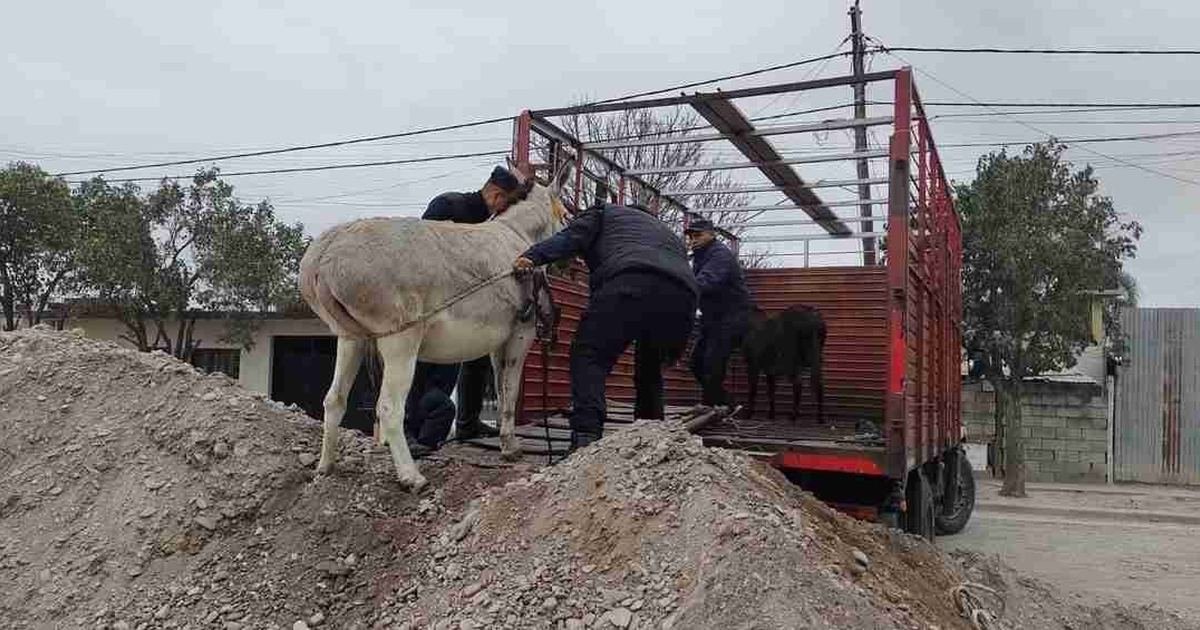 animales sueltos en Salta