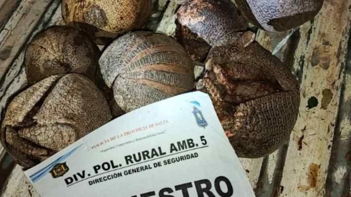 caza ilegal de quirquincho