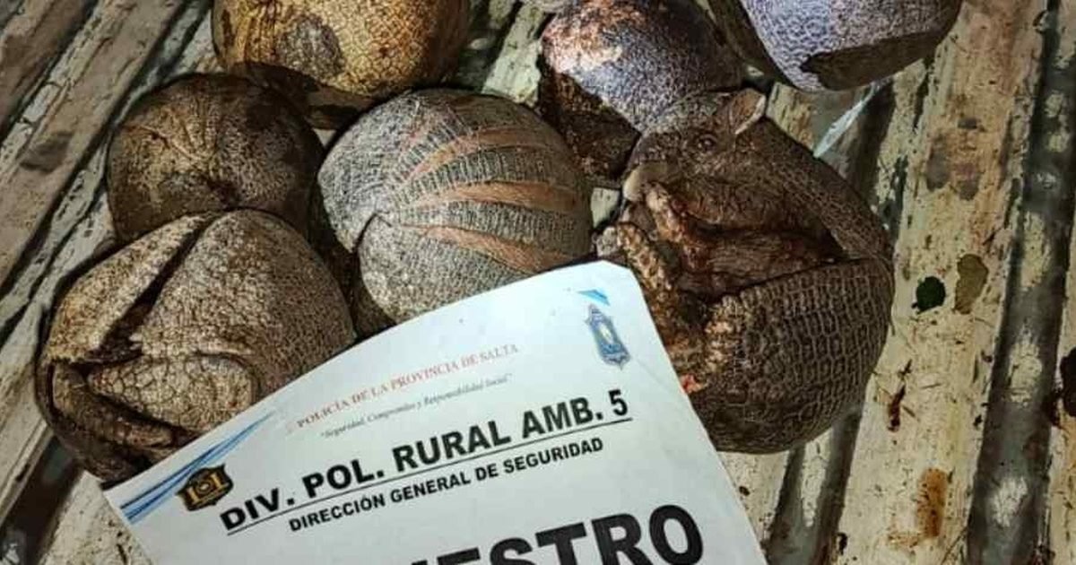caza ilegal de quirquincho