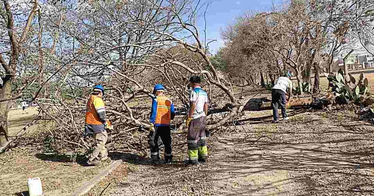 despejar árboles y ramas caídas
