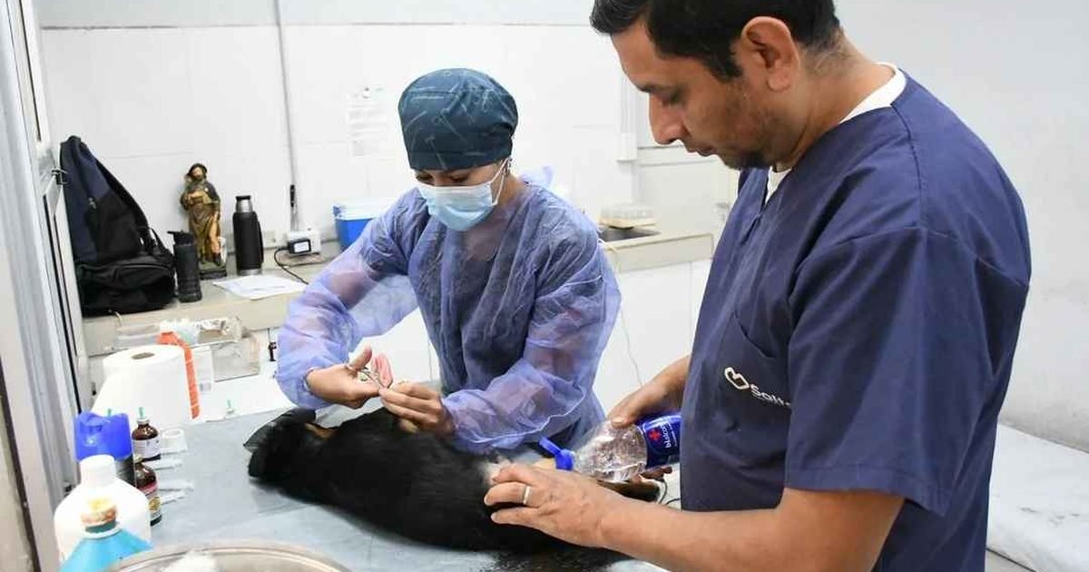 Móvil de Castración Solís Pizarro