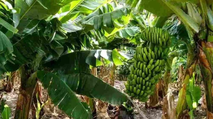 nueva normativa bananera