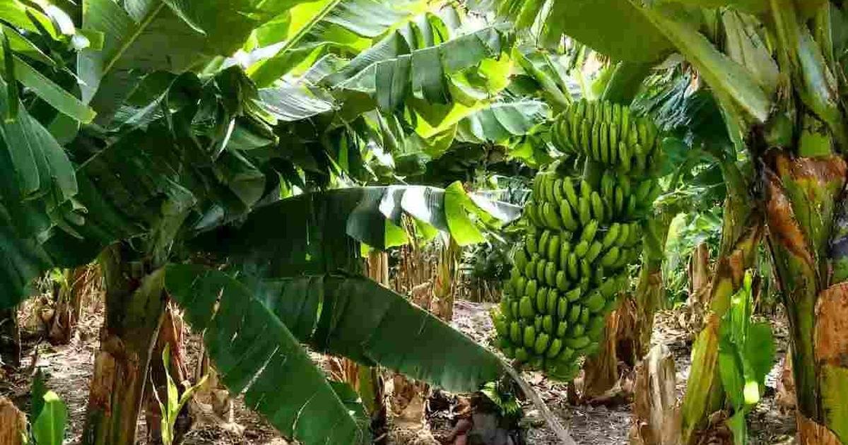 nueva normativa bananera