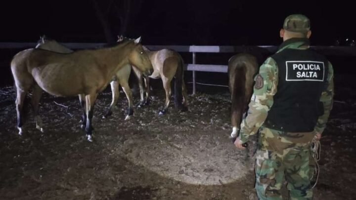 recuperan 13 animales El Galpón