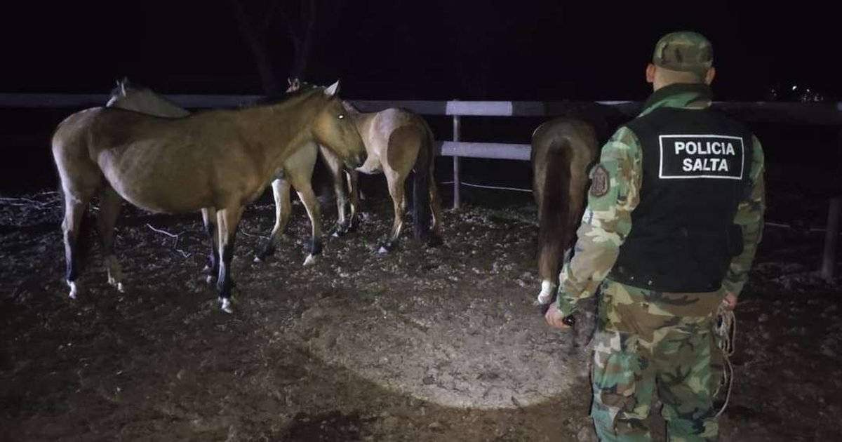 recuperan 13 animales El Galpón