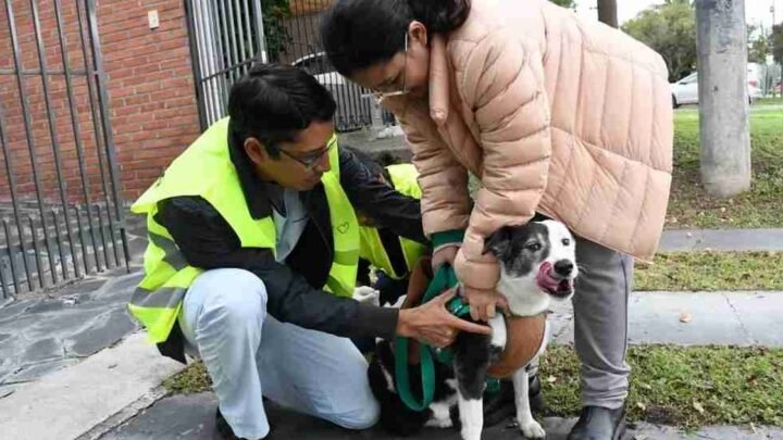 cronograma de vacunación antirrábica
