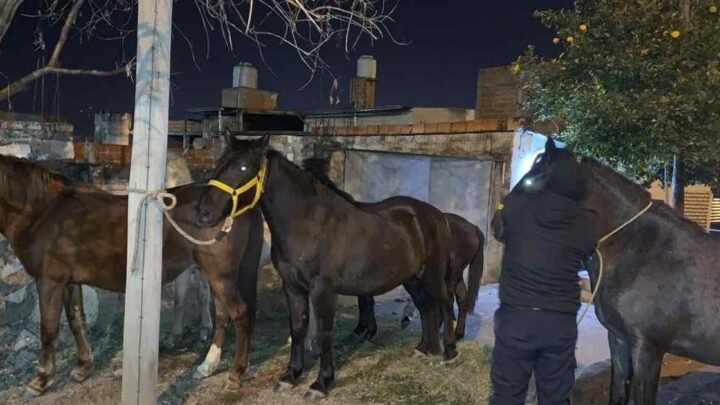 seis equinos sueltos