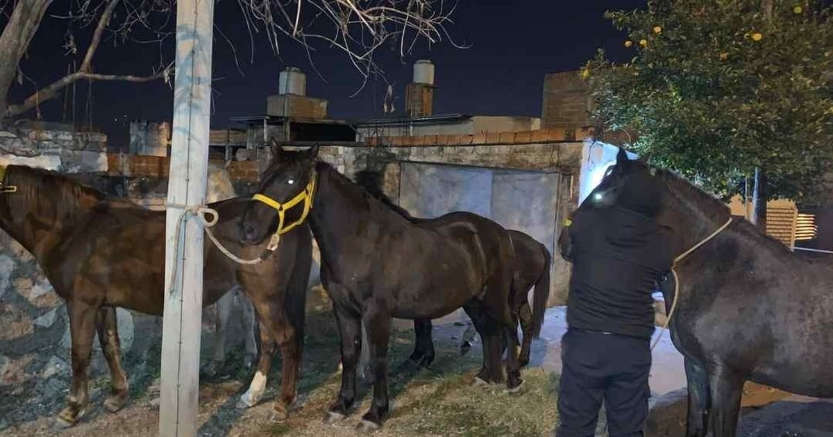 seis equinos sueltos