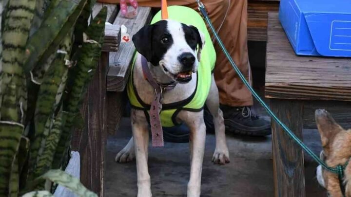 adopciones Bienestar Animal