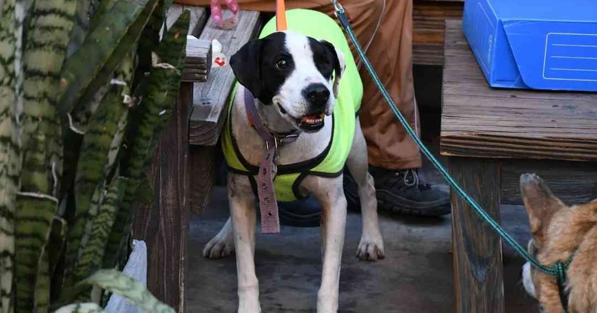 adopciones Bienestar Animal