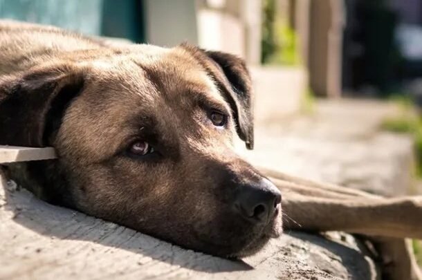 Bolívar envenenamiento perros Preocupación serie envenenamientos