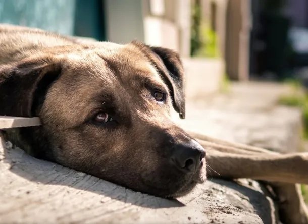 Bolívar envenenamiento perros Preocupación serie envenenamientos