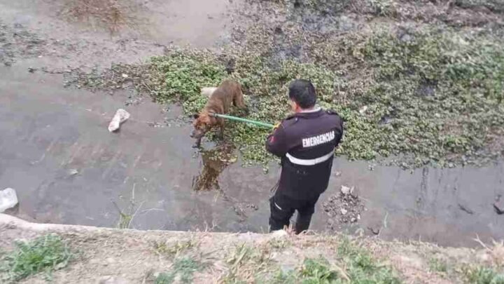 perro atrapado canal Velarde