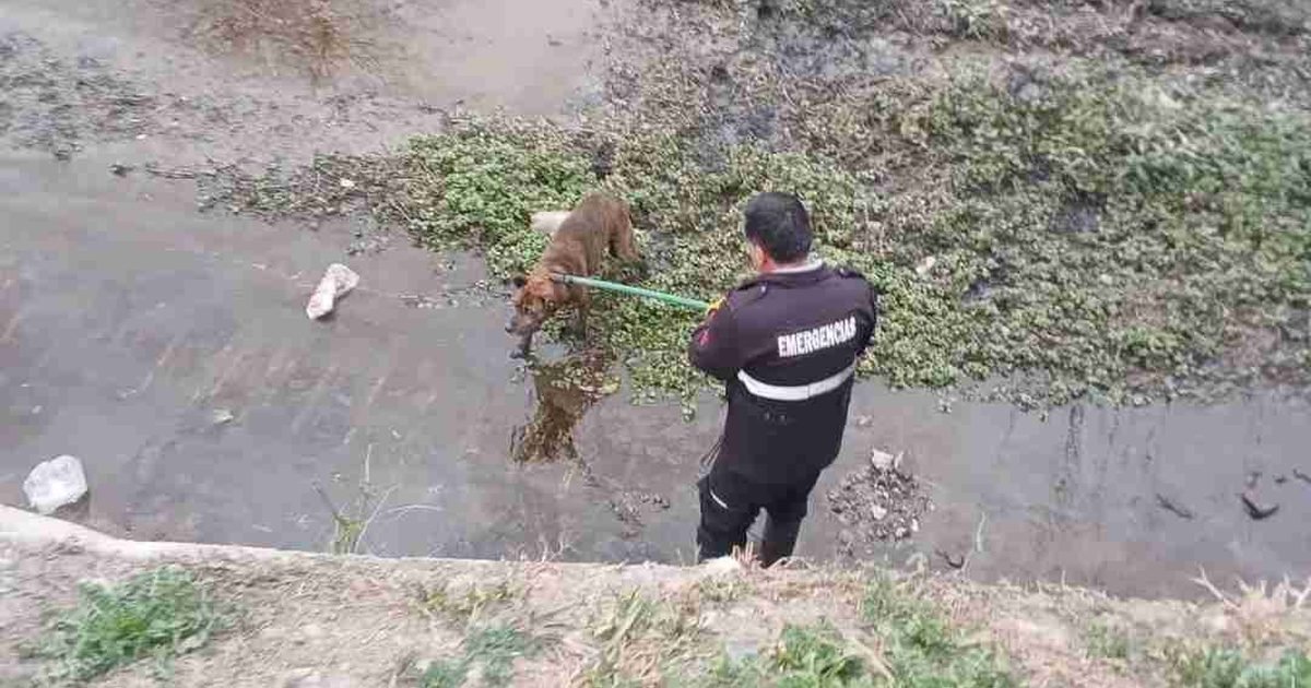 perro atrapado canal Velarde