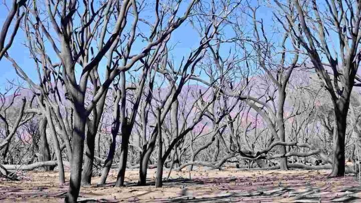Cafayate incendios dolosos hombre imputado finca