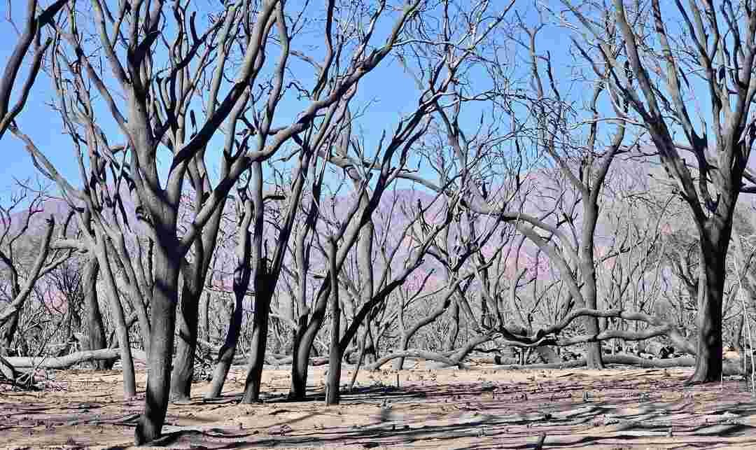 Cafayate incendios dolosos hombre imputado finca