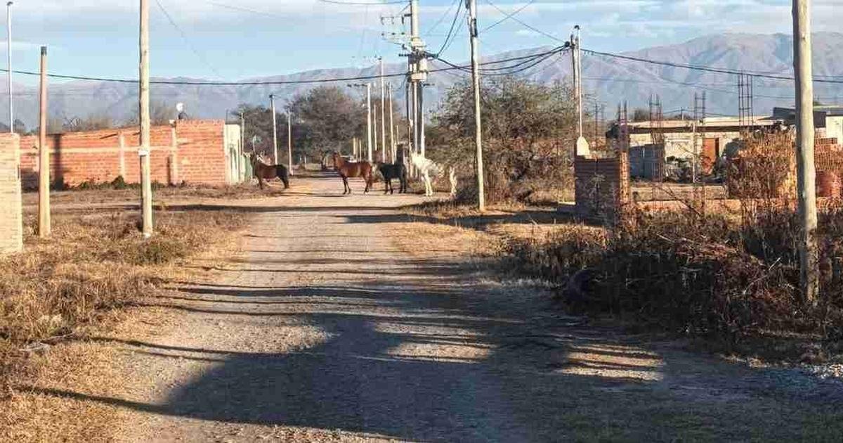 caballería secuestra equinos