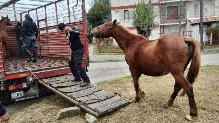 Caballería equinos sueltos Orán