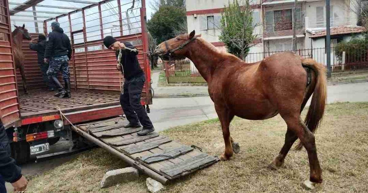 Caballería equinos sueltos Orán