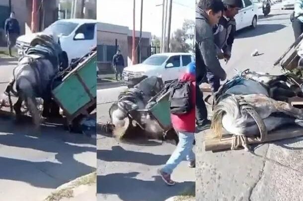 Colapso de un caballo de tiro en Santiago del Estero genera indignación por maltrato animal