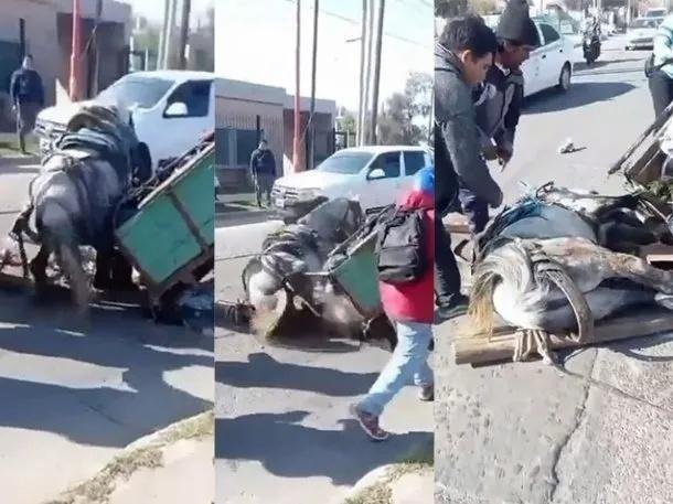 Colapso de un caballo de tiro en Santiago del Estero genera indignación por maltrato animal