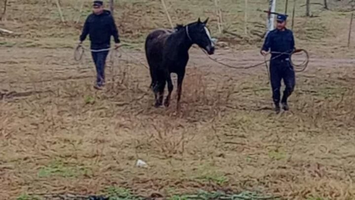 incautan 7 equinos