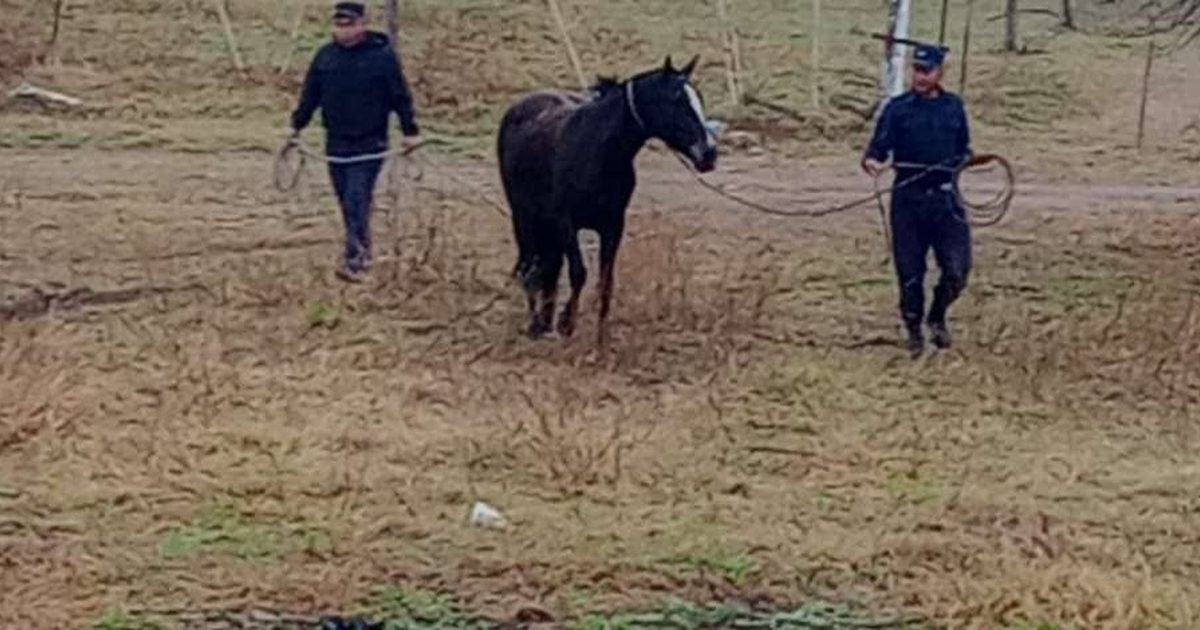 incautan 7 equinos