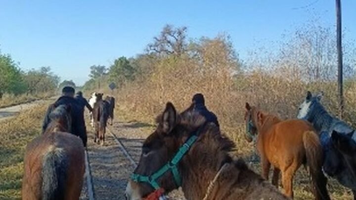 caballos sueltos