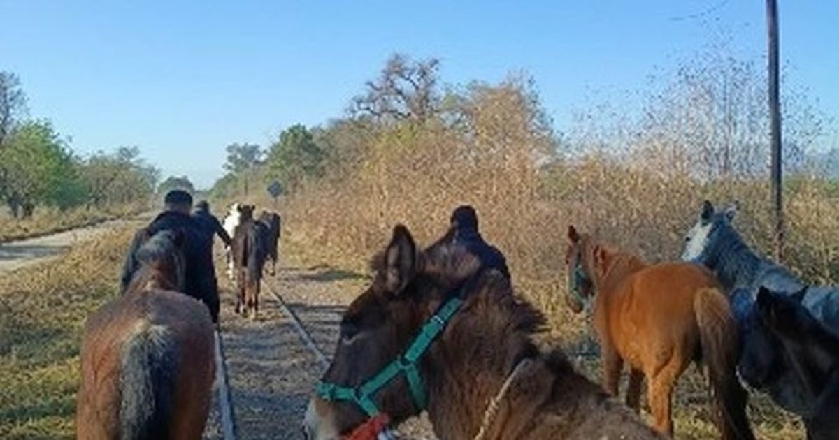 caballos sueltos