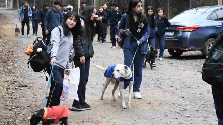 Centro Adopciones habrá celebración honor San
