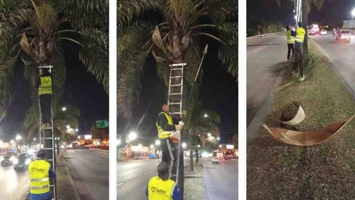 podas en palmeras