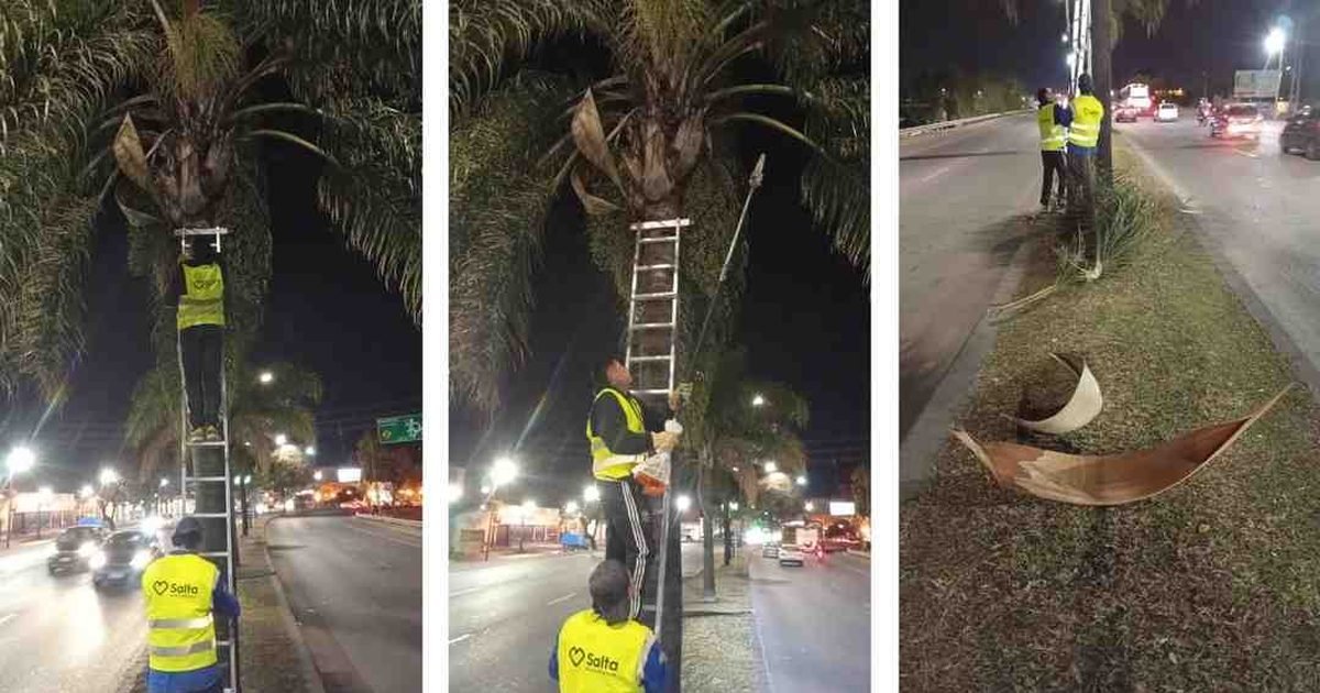 podas en palmeras