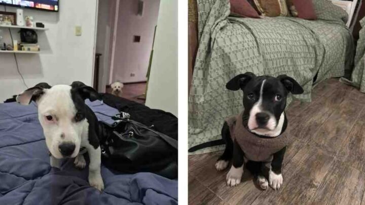 ser rescatados criadero diez pitbull ya