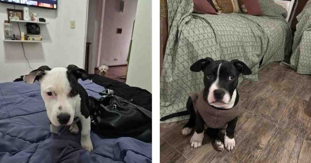 ser rescatados criadero diez pitbull ya