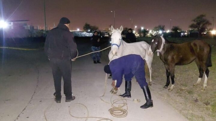 secuestraron seis equinos