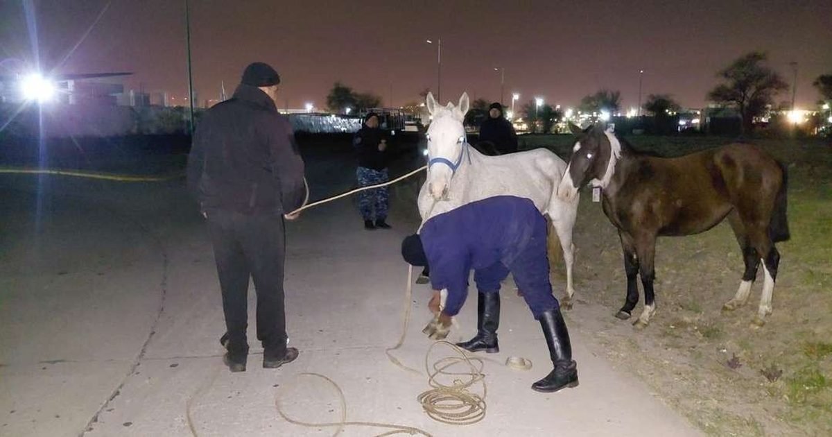 secuestraron seis equinos