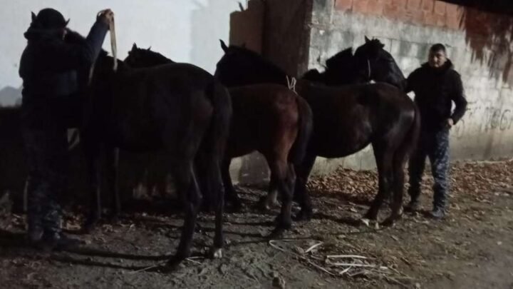 Oran Caballería incautó equinos sueltos Orán