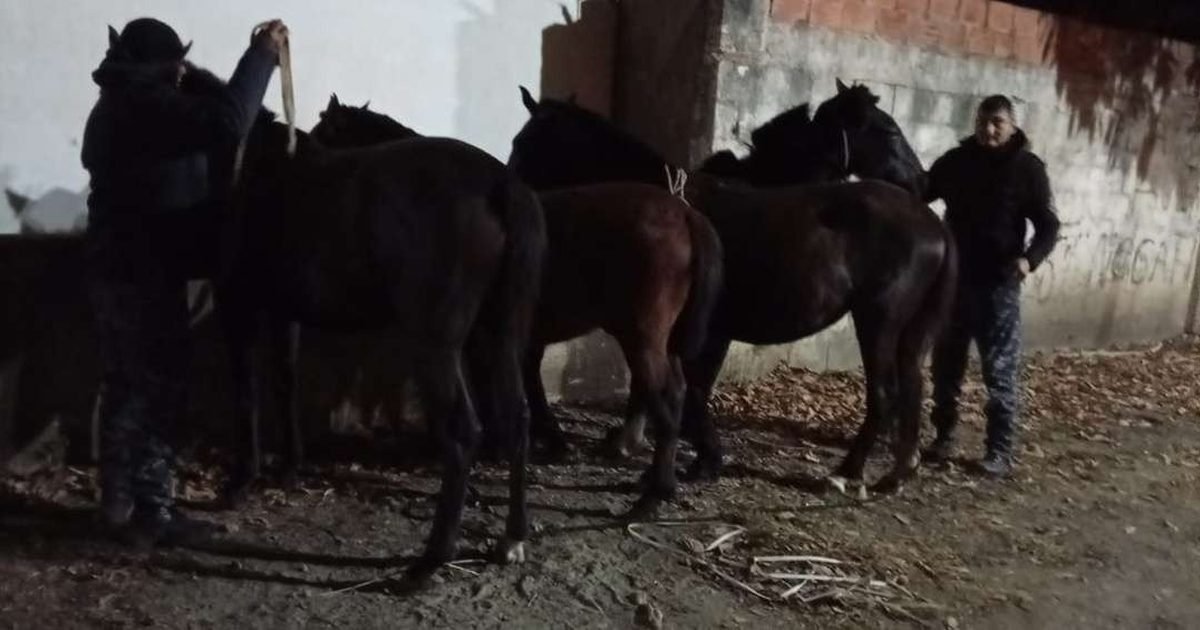 Oran Caballería incautó equinos sueltos Orán