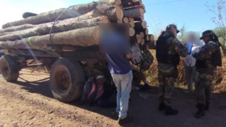 cargamento ilegal de madera