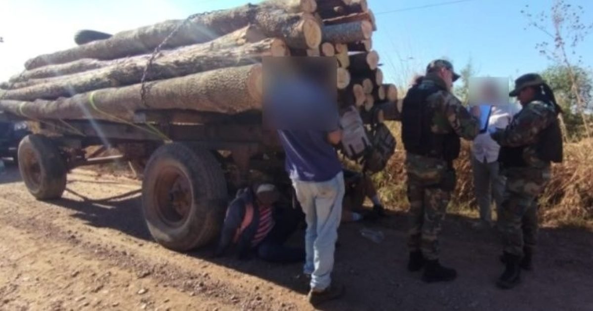cargamento ilegal de madera