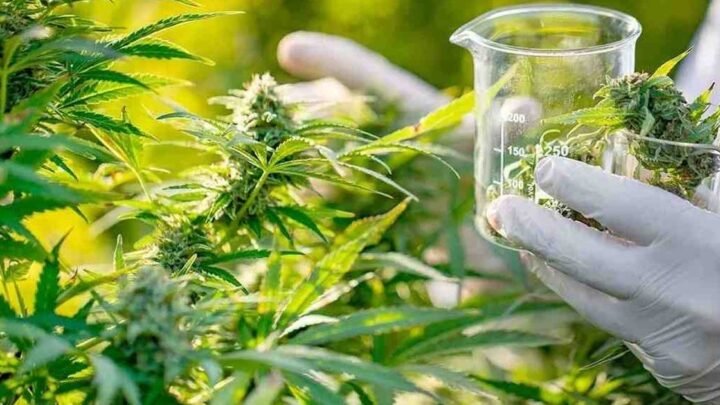 Consejo Asesor de Cannabis Medicinal