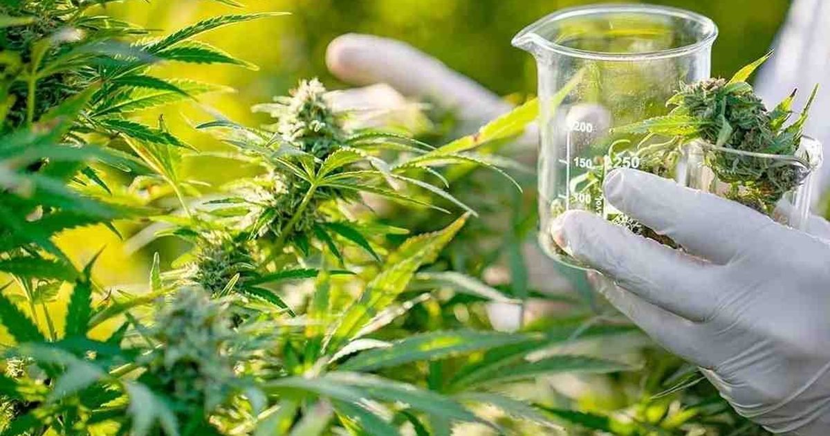 Consejo Asesor de Cannabis Medicinal