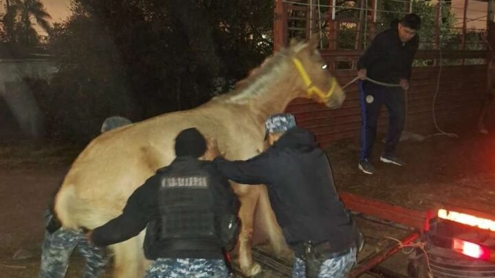 equinos sueltos
