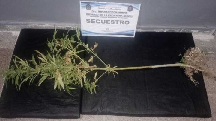 planta de marihuana