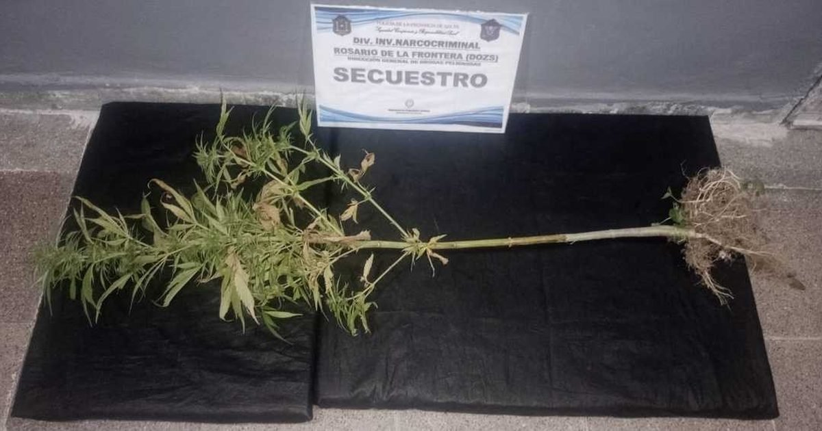 planta de marihuana