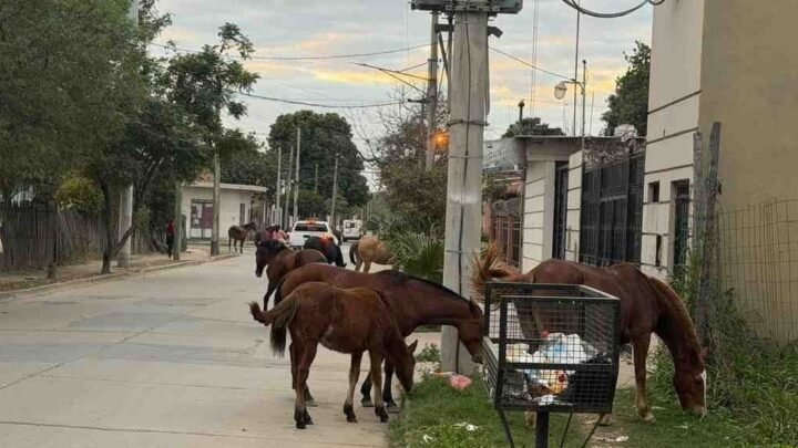 cinco equinos sueltos