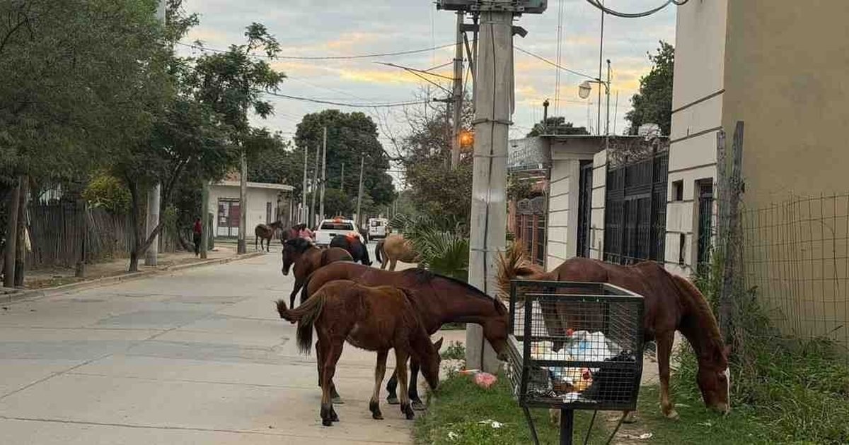 cinco equinos sueltos