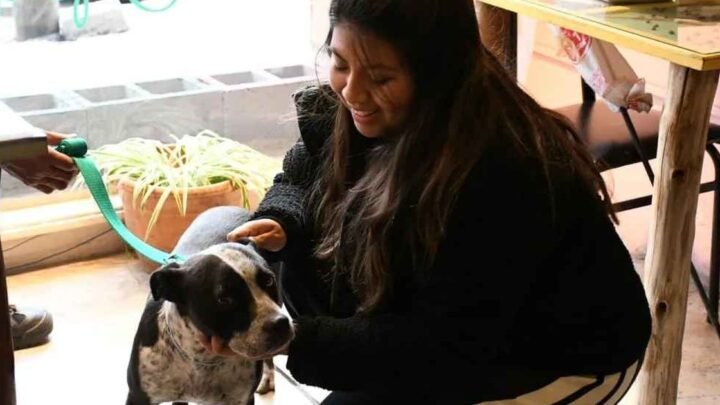 Tres perros adultos fueron adoptados nueva